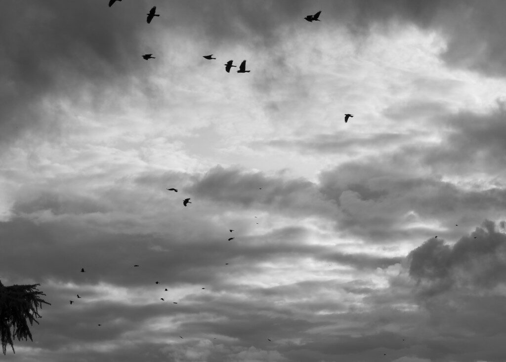 Fliegende Krähen vor Gewitterwolken in SW